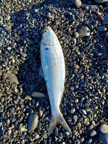 コノシロの釣果