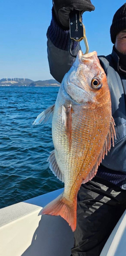 マダイの釣果