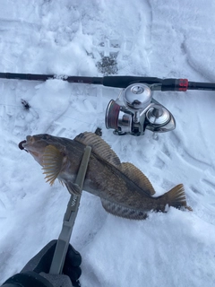 アイナメの釣果