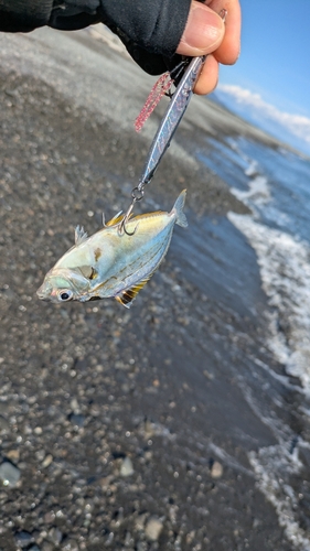 ヒイラギの釣果