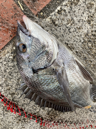 チヌの釣果