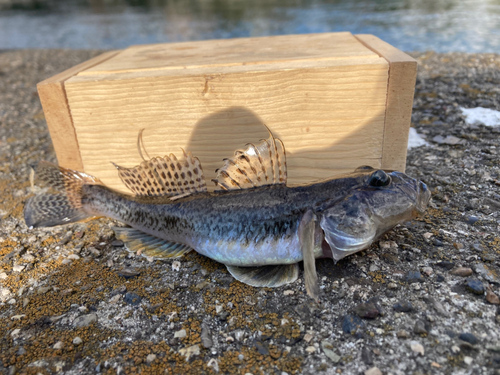 マハゼの釣果