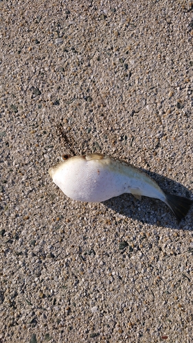 ショウサイフグの釣果