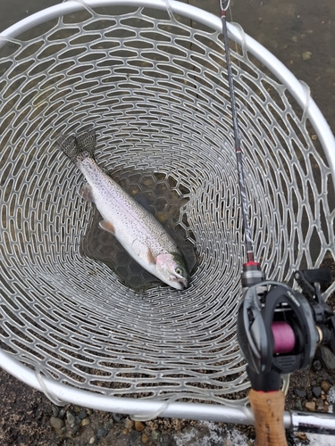 ニジマスの釣果