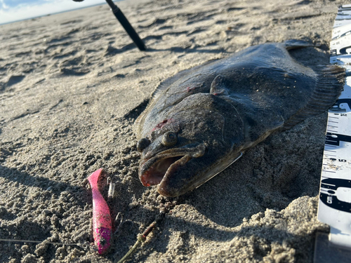 ヒラメの釣果