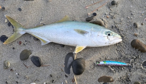 ブリの釣果