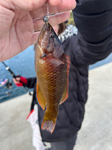 アカササノハベラの釣果