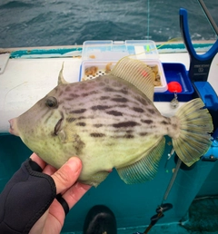 カワハギの釣果