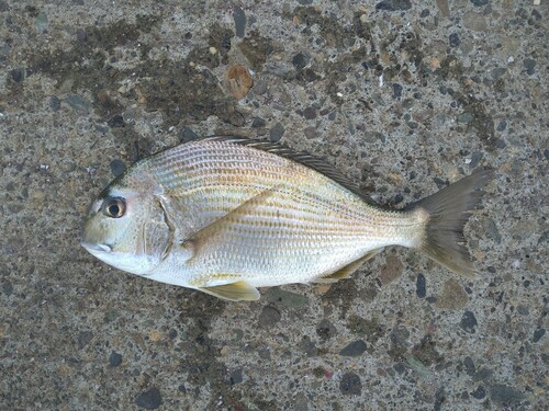 ヘダイの釣果