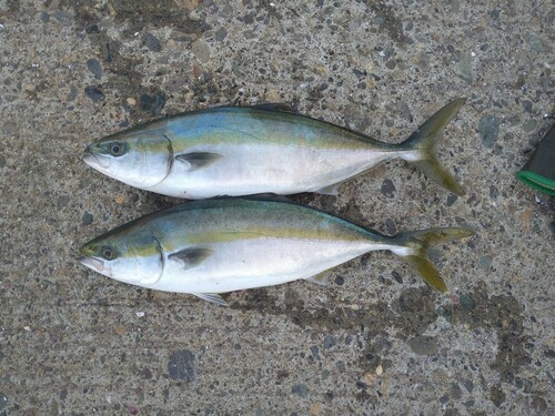 ハマチの釣果