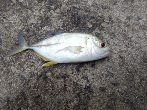 カスミアジの釣果