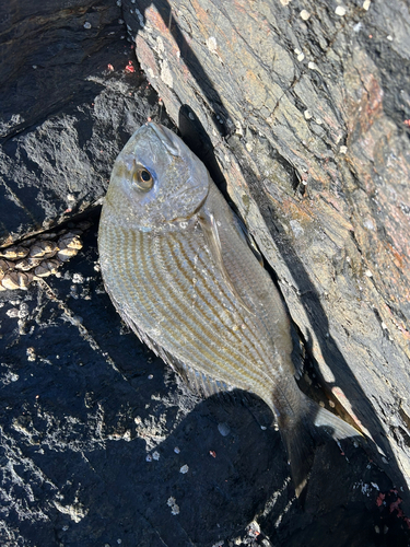 コロダイの釣果