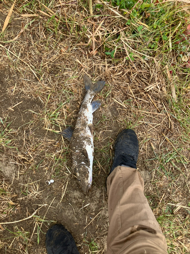 ニゴイの釣果