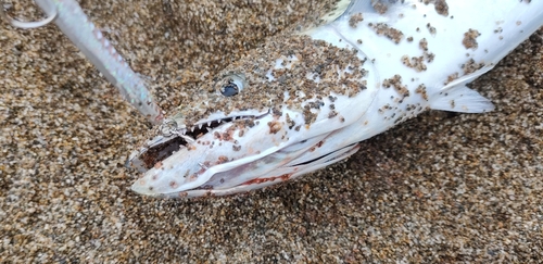 サゴシの釣果