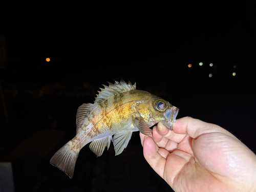 メバルの釣果