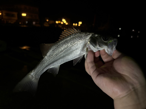 セイゴ（ヒラスズキ）の釣果