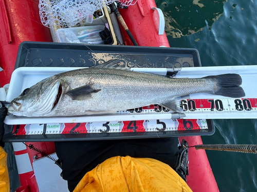 シーバスの釣果