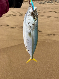 ハマチの釣果