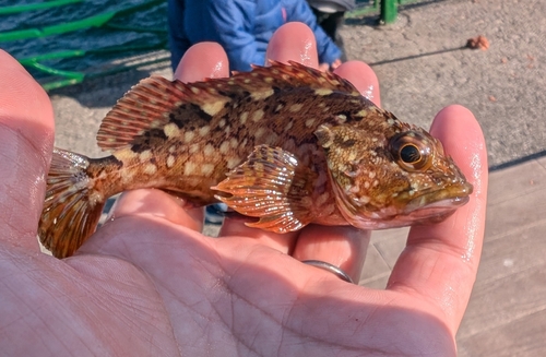 カサゴの釣果