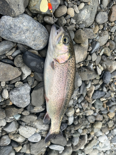 ニジマスの釣果