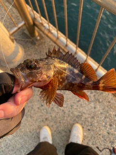 カサゴの釣果