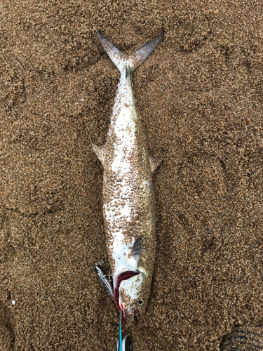 サゴシの釣果