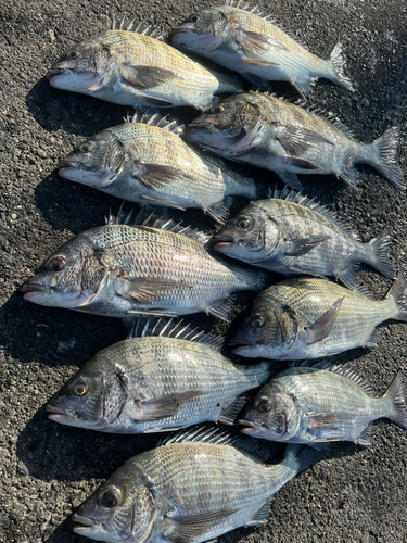 クロダイの釣果