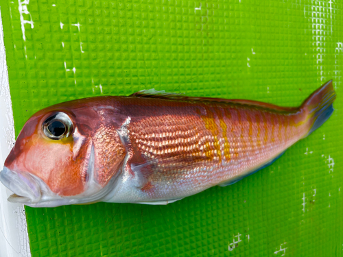 アマダイの釣果