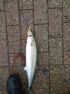 サゴシの釣果