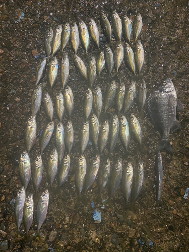 アジの釣果