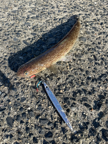 エソの釣果