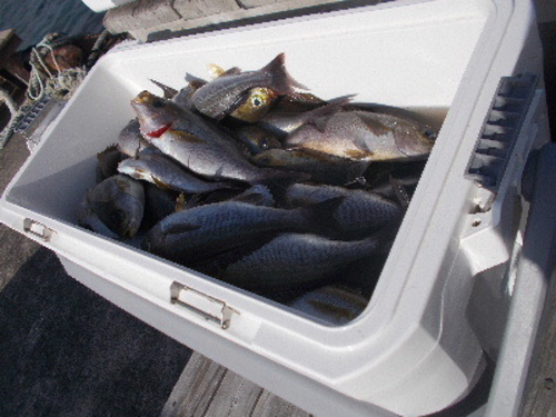 カンパチの釣果