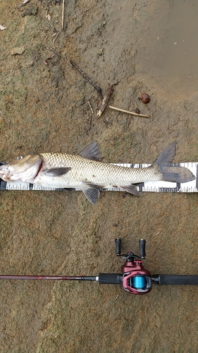 ニゴイの釣果