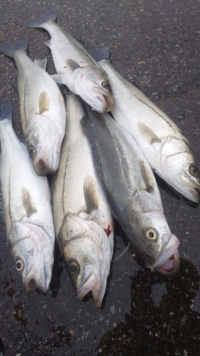 スズキの釣果