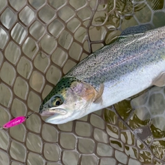 ニジマスの釣果