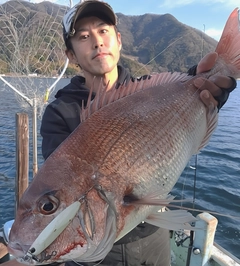 マダイの釣果