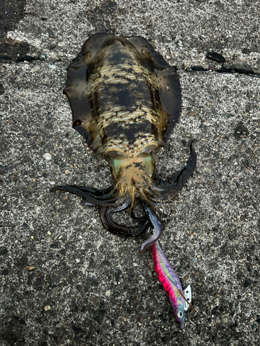 アオリイカの釣果