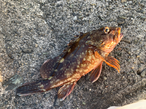 カサゴの釣果