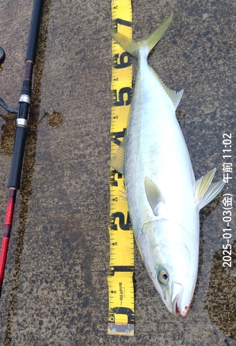 イナダの釣果