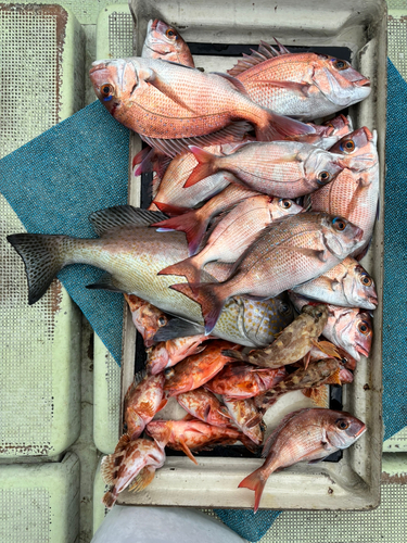 コロダイの釣果