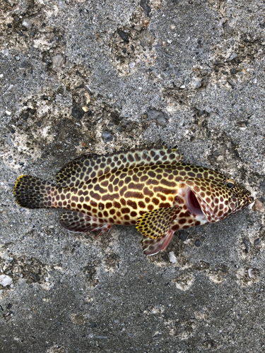 イシミーバイの釣果