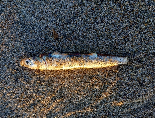 カタクチイワシの釣果