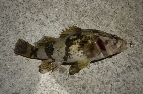 タケノコメバルの釣果