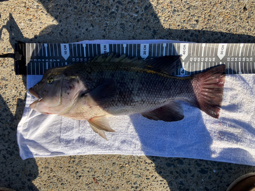 コブダイの釣果