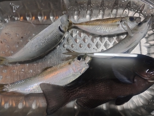 ママカリの釣果