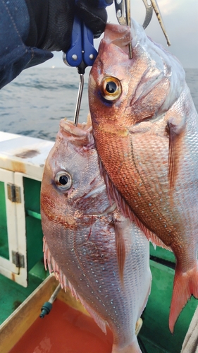 マダイの釣果