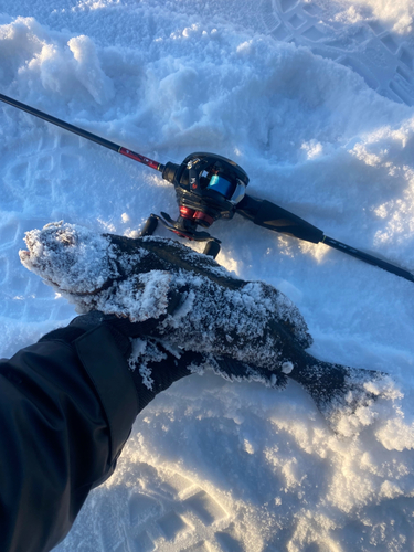 アイナメの釣果