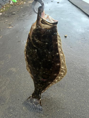 ヒラメの釣果