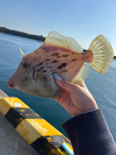 カワハギの釣果