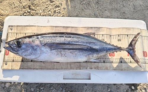 ビンチョウマグロの釣果